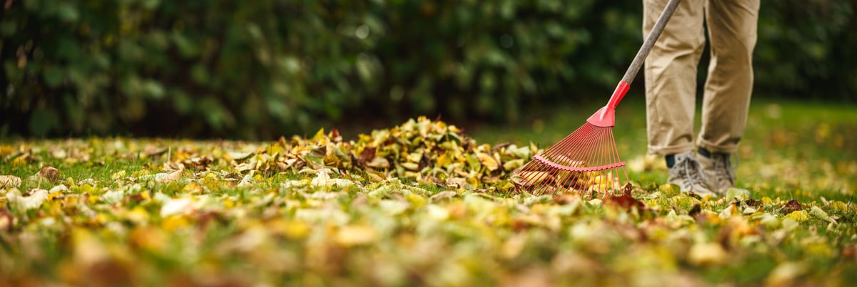Räumung von Herbstlaub auf einem grünen Rasen